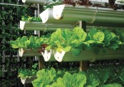 Hydroponics sprouts in Bangladesh: A fresh approach to urban farming